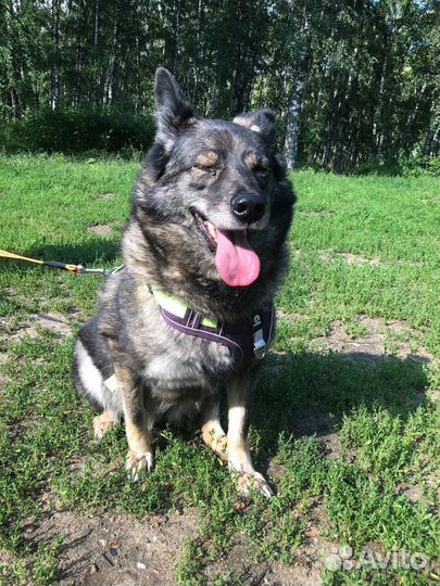 Собака из приюта