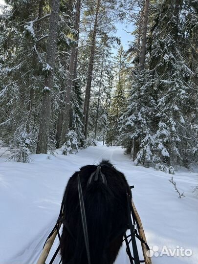 Лошадь пони