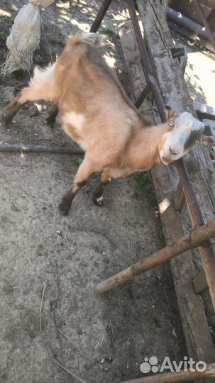 Козлик Ламанча,дойная коза