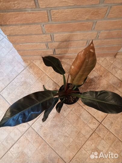 Филодендрон