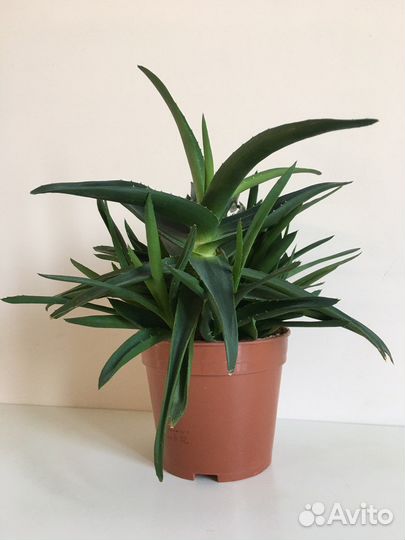 Кактусы и суккуленты/Комнатные растения