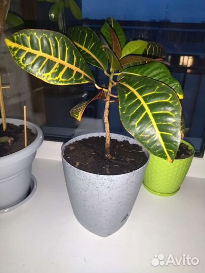 Комнатные цветы кротон