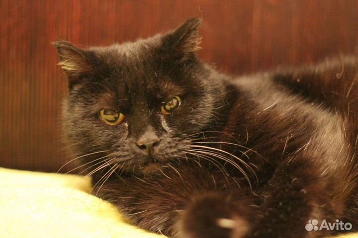 Кошка Лиза в добрые руки