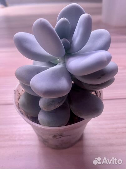 Пахифитум (разные)