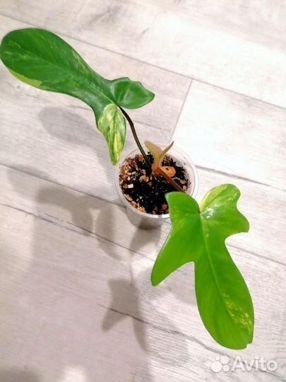 Филодендрон magic mask