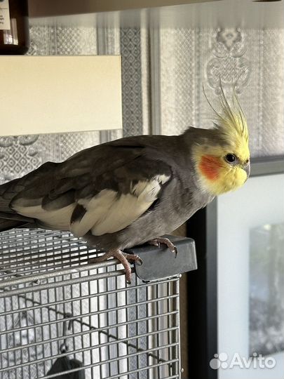 Попугай корелла пара