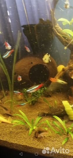 Грот для самов