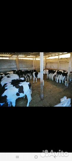 Бычки и телочки на откорм