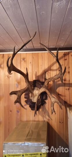 Рога оленя