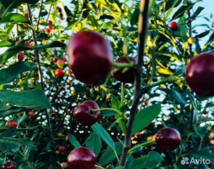 Вишня саженцы