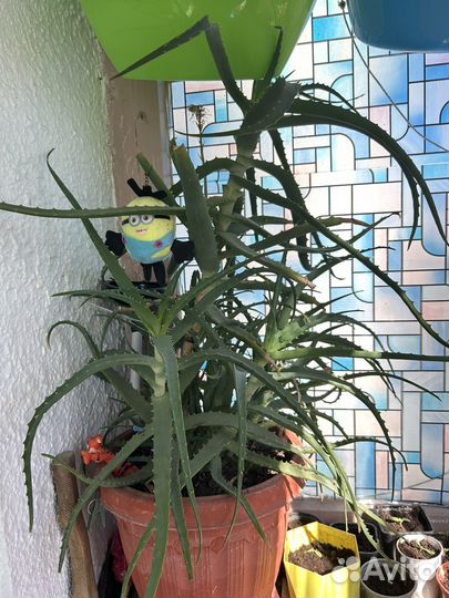 Алоэ лечебный 6 лет