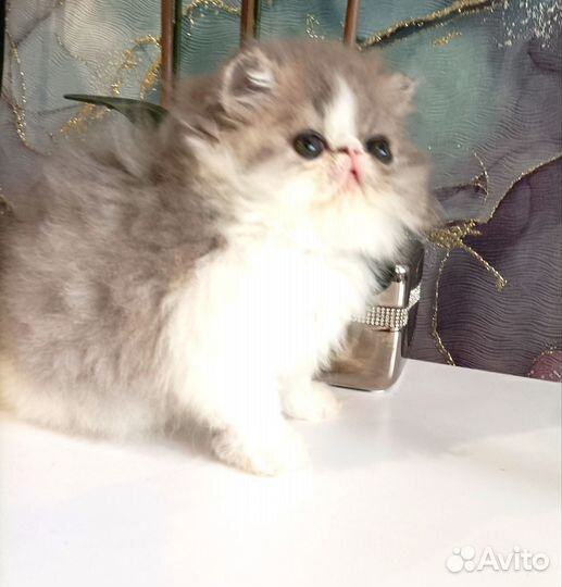 Очень красивая перс девочка котенок 2 м. питомника