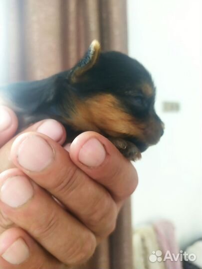 Йоркширский терьер мини