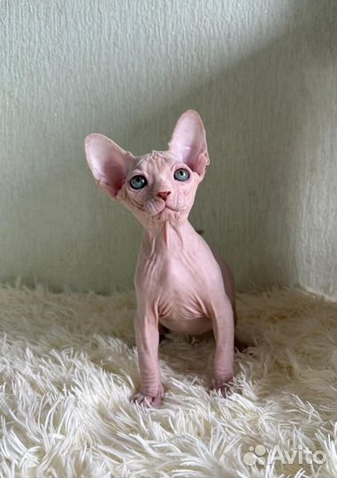 Канадский сфинкс