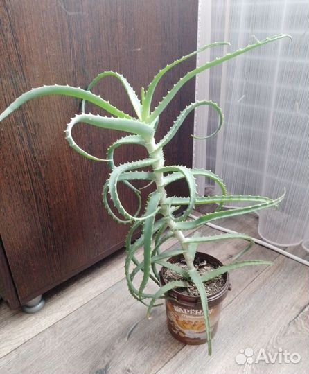 Алоэ лечебный