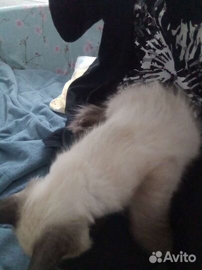 Сиамский котёнок