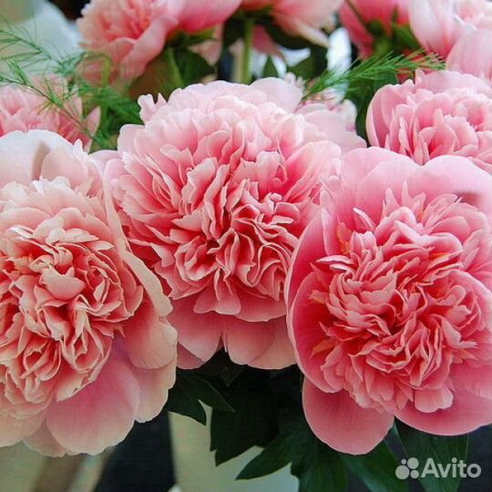 Пион этчед сальмон корни и саженцы