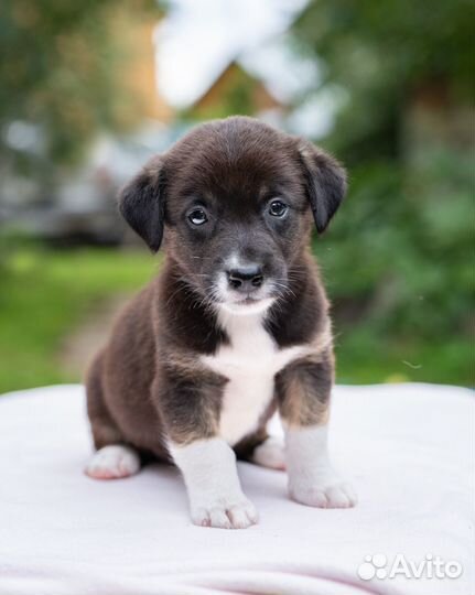 Щенки в дар