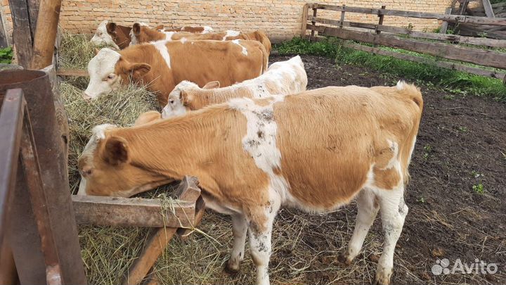 Бычки и телята