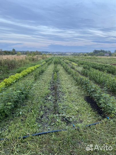 Черная смородина опт