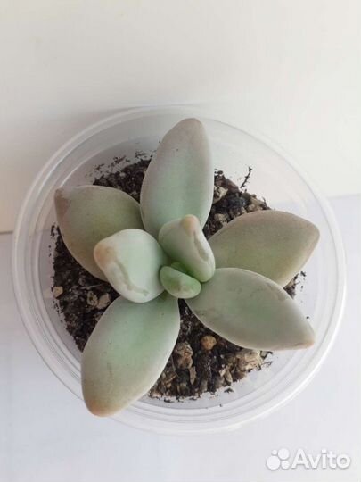 Pachyphytum werdermannii