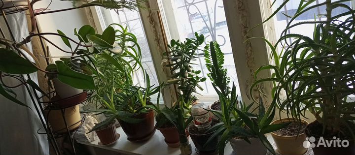 Цветы домашние - Алоэ, разные виды