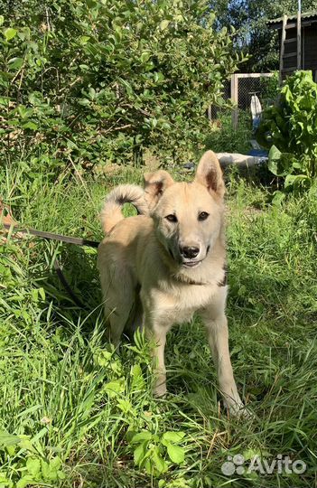 Щенок лаечки 4 мес