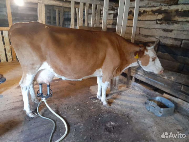 Корова дойная
