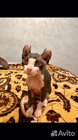 Сфинкс эльфы котята