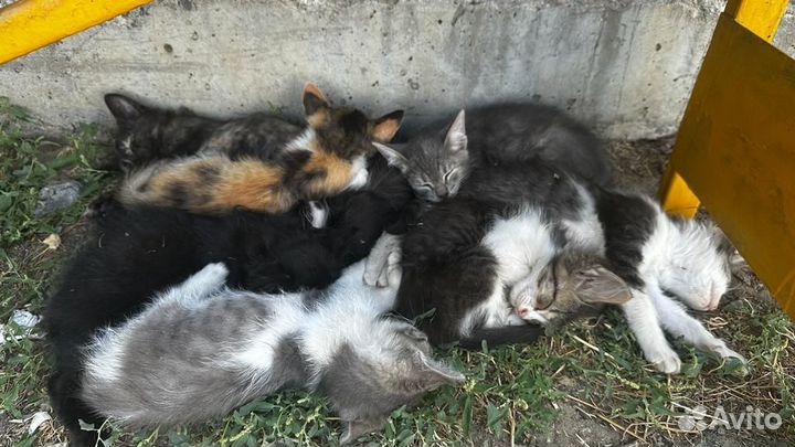 Котята в добрые руки