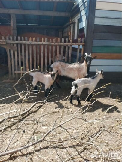 Коза с козлятами