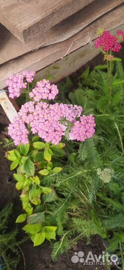 Ахилея обыкновенная (тысячелистник)