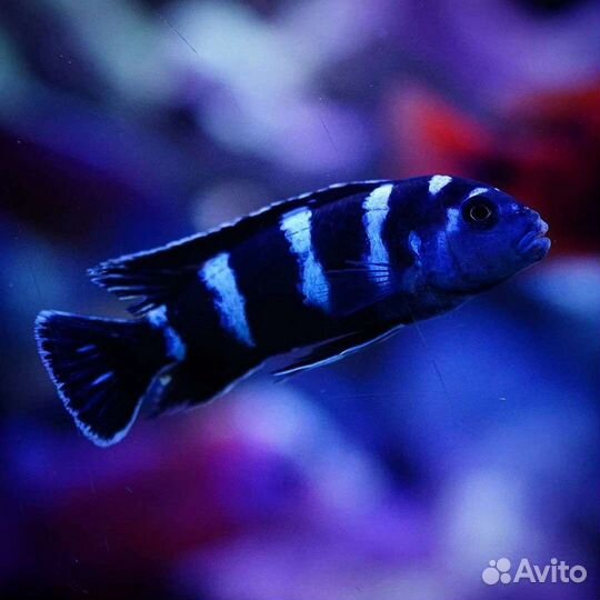 Цихлиды,Каданго,Интуги,Еллоу