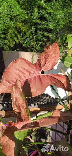 Растения на срез и укорененные