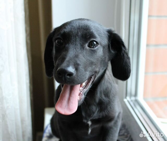 Дев. 3 мес. Метис Лабрадора с доставкой
