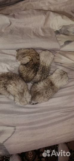 Продам котят