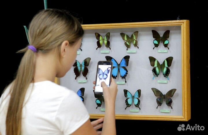 Выставка Живых Тропических Бабочек