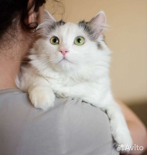 Зеленоглазая кошечка в дар