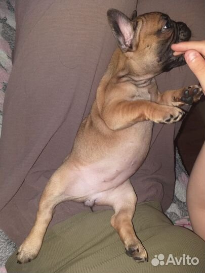 Французский бульдог