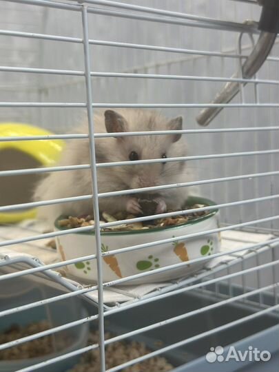 Крысята дамбо