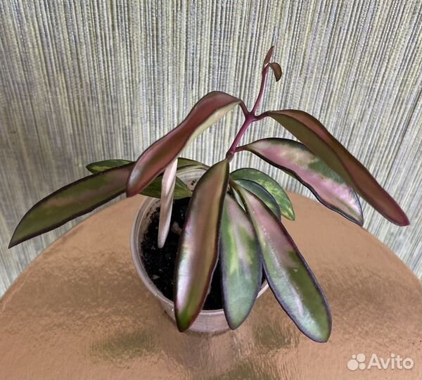 Хойи сортовые