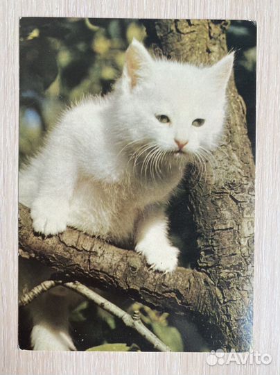 Открытки «Кошки»