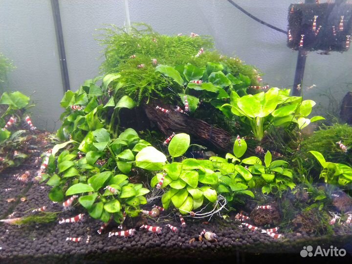 Креветки красный Кристалл, мох