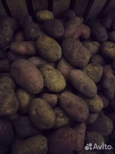 Продам картофель
