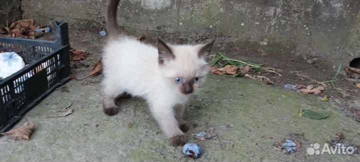 Кошка в дар