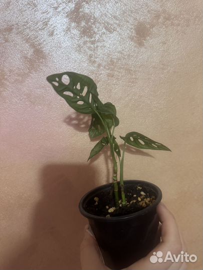 Монстера манки