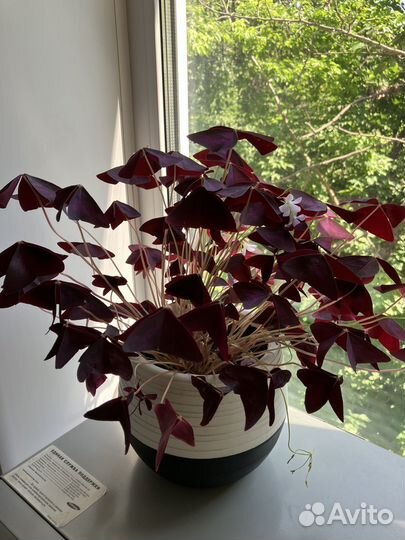 Кислица оксалис