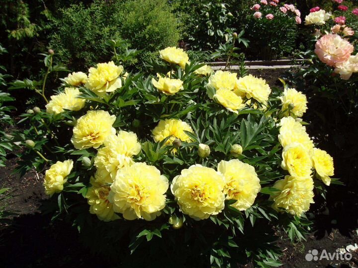 Пион жёлтый сорт Бартзелла