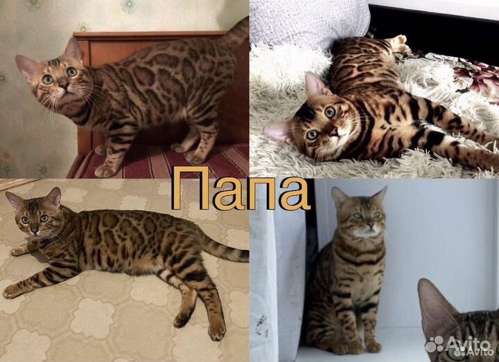 Бенгальский котенок котик