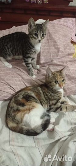 Котодетки в добрые руки